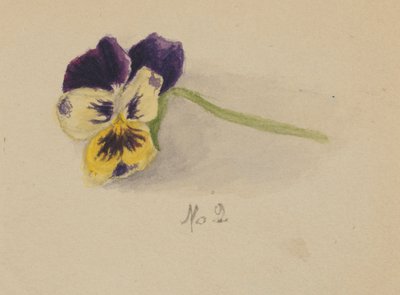 Cím nélkül (Pansy) alkotó: Mary Vaux Walcott