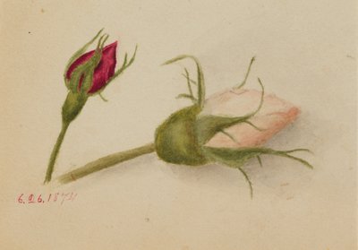Cím nélkül (Rózsabimbók) alkotó: Mary Vaux Walcott
