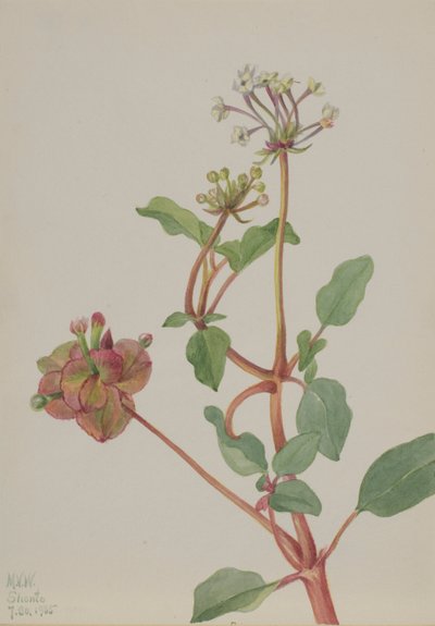 Cím nélkül (Tripterocalyx pedunculatus) alkotó: Mary Vaux Walcott