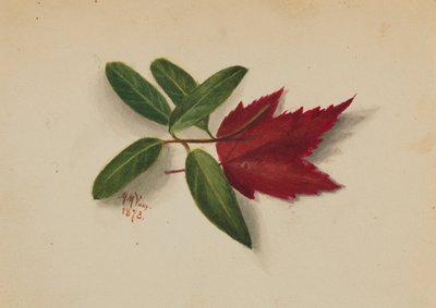 Cím nélkül alkotó: Mary Vaux Walcott