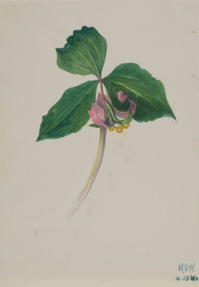 Cím nélkül alkotó: Mary Vaux Walcott