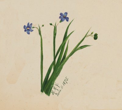 Név nélkül, 1875. alkotó: Mary Vaux Walcott