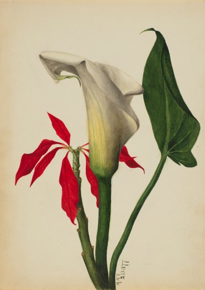 Calla Lily cím nélkül, 1877. alkotó: Mary Vaux Walcott