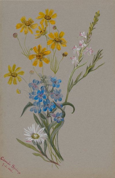 Cím nélkül, Virágcsoport, 1883. alkotó: Mary Vaux Walcott