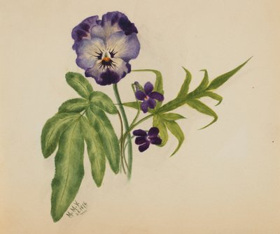 Pansy név nélkül, 1876. alkotó: Mary Vaux Walcott