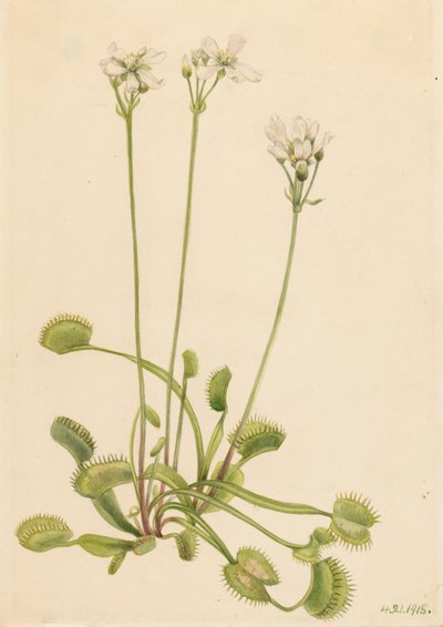 Vénusz légycsapda Dionaea muscipula, 1918. alkotó: Mary Vaux Walcott