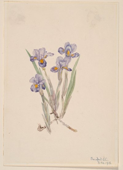 tavaszi írisz (Iris verna) alkotó: Mary Vaux Walcott
