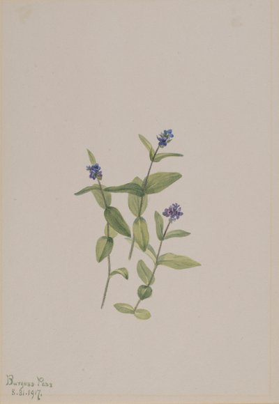 Veronica wormskjoldii alkotó: Mary Vaux Walcott