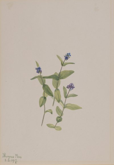 Veronica wormskjoldii, 1917. alkotó: Mary Vaux Walcott