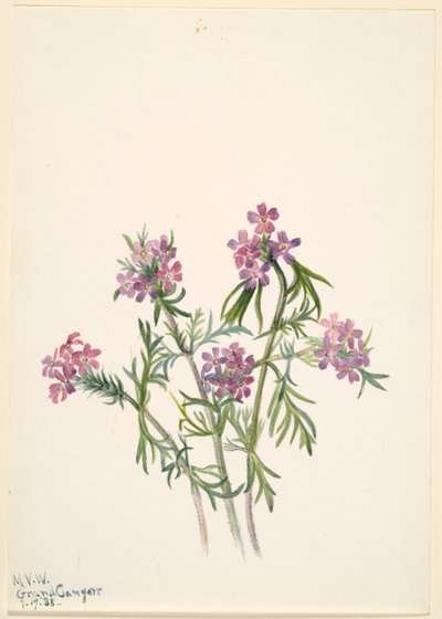 Vérfű (Verbena wrightii) alkotó: Mary Vaux Walcott