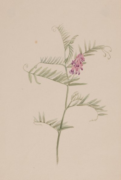 Vicia americana alkotó: Mary Vaux Walcott