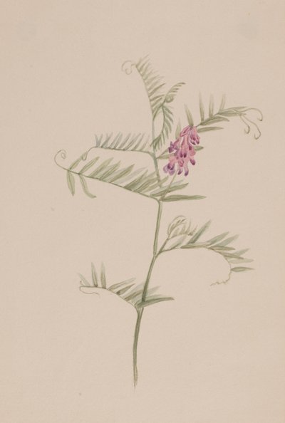 amerikai bükköny, kb. 1917-1918. alkotó: Mary Vaux Walcott