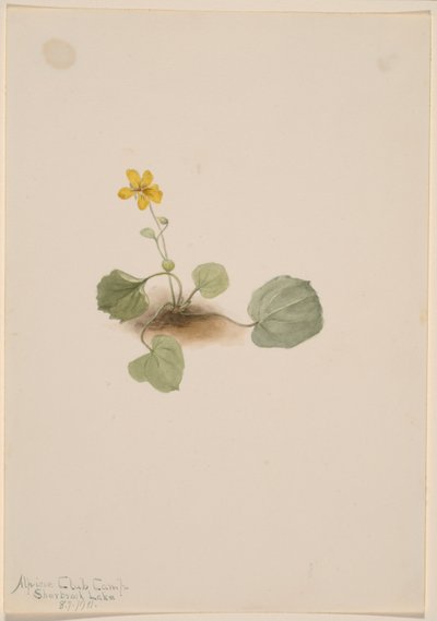 Viola orbiculata alkotó: Mary Vaux Walcott