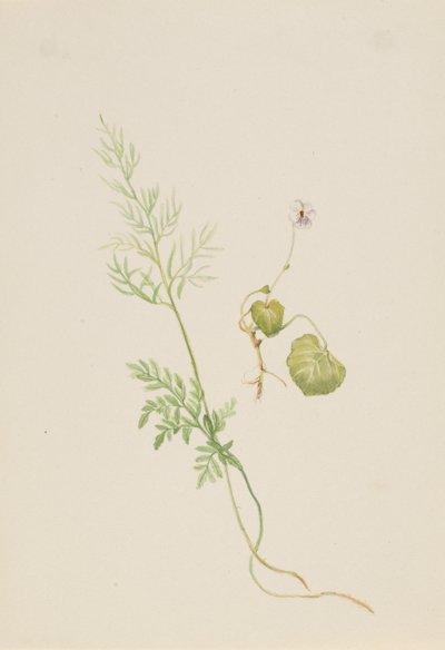 Viola palustris, kb. 1917-1918. alkotó: Mary Vaux Walcott