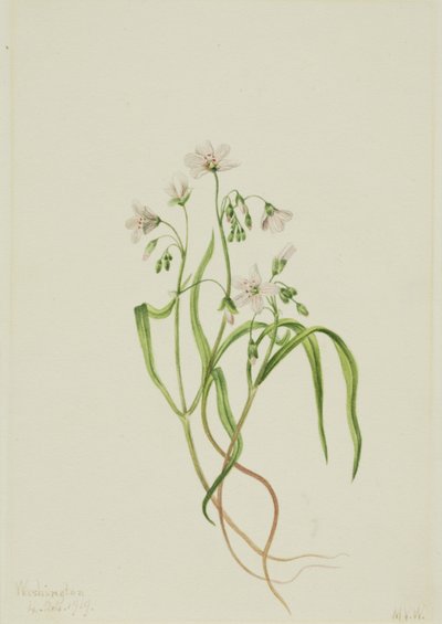 Virginia Springbeauty Claytonia virginica, 1919. alkotó: Mary Vaux Walcott