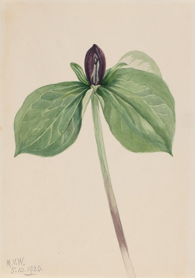 Wake-Robin Trillium ülve, 1920. alkotó: Mary Vaux Walcott