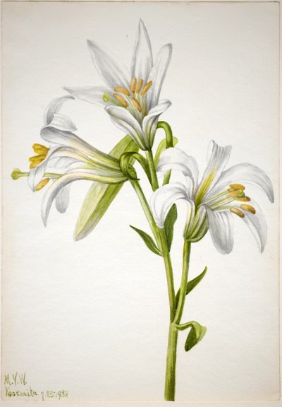 Washington Liliom (Lilium washingtonianum) alkotó: Mary Vaux Walcott