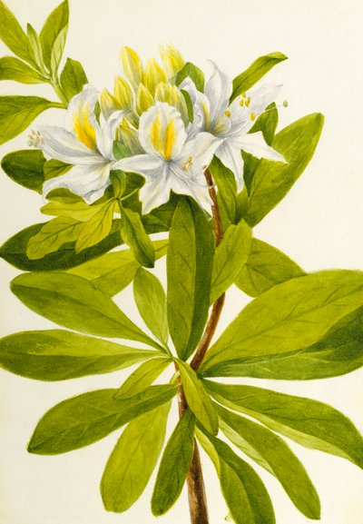 Nyugati azálea (Rhododendron occidentale) alkotó: Mary Vaux Walcott