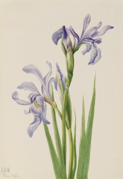 Nyugati kék zászló (Iris missouriensis) alkotó: Mary Vaux Walcott