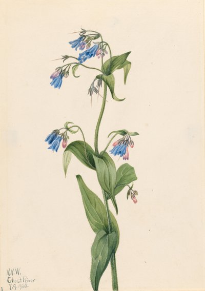 Nyugati kékcsengő (Mertensia paniculata) alkotó: Mary Vaux Walcott