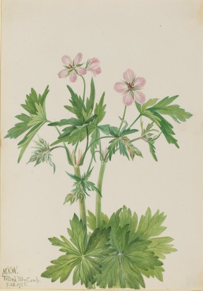 Nyugati karvalyfű (Geranium viscosissimum) alkotó: Mary Vaux Walcott