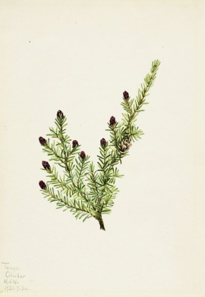 Nyugati Hemlock (Tsuga heterophylla) alkotó: Mary Vaux Walcott