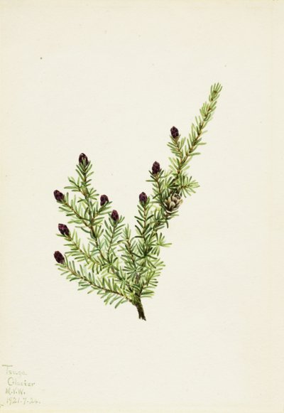 Western Hemlock Tsuga heterophylla, 1924. alkotó: Mary Vaux Walcott