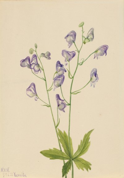 Nyugati szerzetesfű (Aconitum columbianum) alkotó: Mary Vaux Walcott