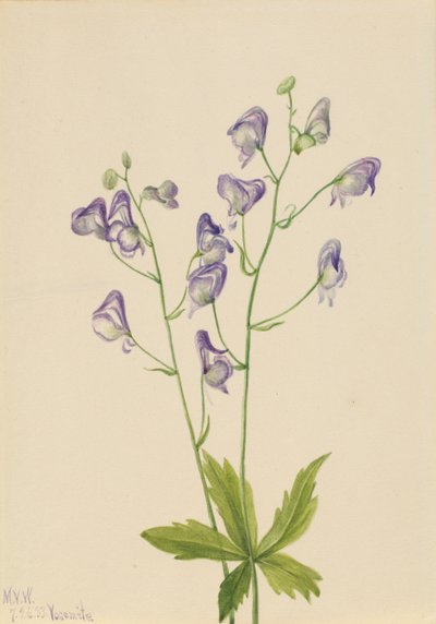 Nyugati szerzetesi kor Aconitum columbianum, 1933 alkotó: Mary Vaux Walcott