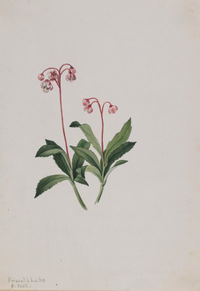 Nyugati pipsissewa (Chimaphila umbellata) alkotó: Mary Vaux Walcott