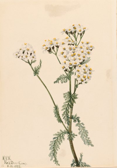 Nyugati cickafark Achillea lanulosa, 1922. alkotó: Mary Vaux Walcott