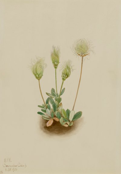 Fehér Dryad Dryas octopetala, 1920. alkotó: Mary Vaux Walcott