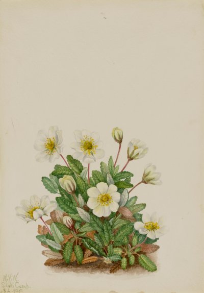 Fehér Dryad Dryas octopetala, 1925. alkotó: Mary Vaux Walcott