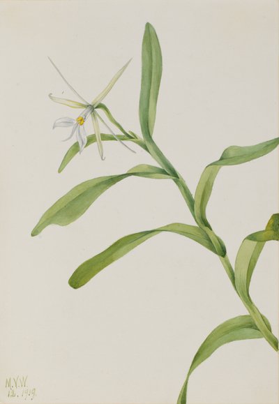 Fehér, 1919 alkotó: Mary Vaux Walcott