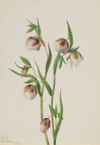 Fehér Tündérlámpás, Calohortus albus, 1933. alkotó: Mary Vaux Walcott