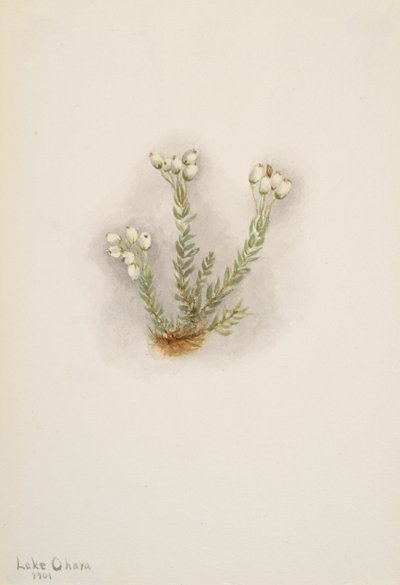 Fehér Heather Phyllodoce grandiflora, 1901. alkotó: Mary Vaux Walcott