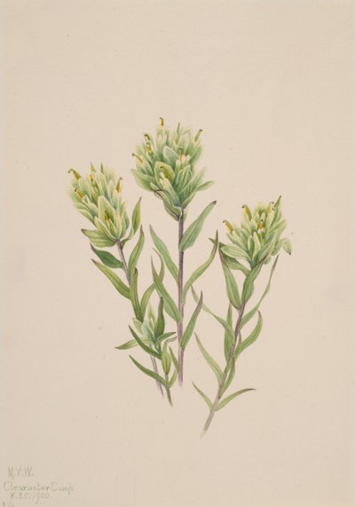 Fehér indiai ecset Castilleja occidentalis, 1920. alkotó: Mary Vaux Walcott