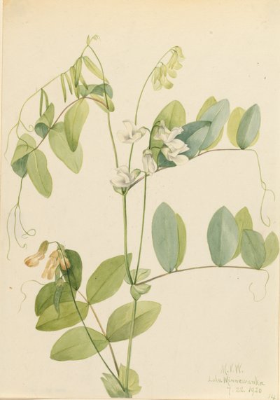 Fehérborsó Lathyrus ochroleucus, 1920. alkotó: Mary Vaux Walcott