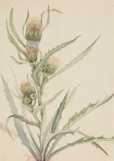 Fehér bogáncs Cirsium hookeranum, n.d. alkotó: Mary Vaux Walcott