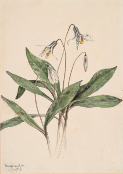 Fehér Troutlily Erythronium albidum, 1919. alkotó: Mary Vaux Walcott