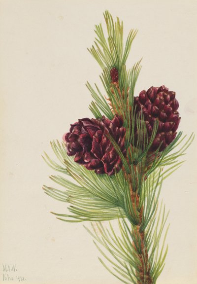 Fehérbárka fenyő (Pinus albicaulis) alkotó: Mary Vaux Walcott