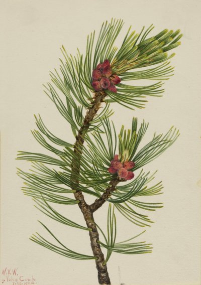 Fehérbárka fenyő (Pinus albicaulis) alkotó: Mary Vaux Walcott