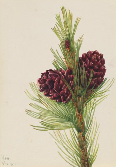 Fehérkéreg fenyő Pinus albicaulis, 1931. alkotó: Mary Vaux Walcott