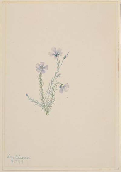 Vad len (Linum lewisii) alkotó: Mary Vaux Walcott