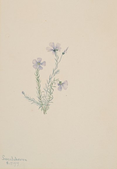 Linum lewisii vadlen, 1919 alkotó: Mary Vaux Walcott