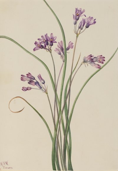 Vad jácint Brodiaea pulchella, 1927 alkotó: Mary Vaux Walcott