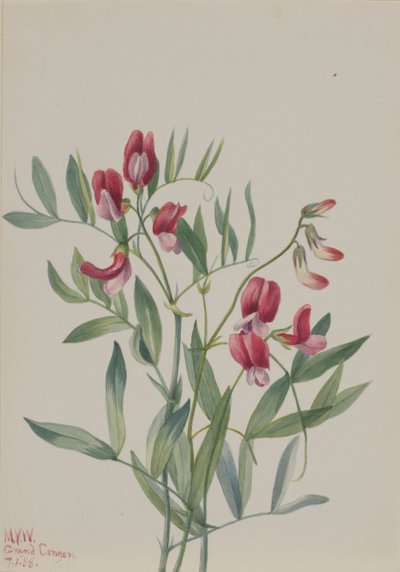 Vadborsó Lathyrus decaphyllus, 1938. alkotó: Mary Vaux Walcott