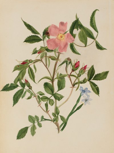 Vadrózsa és kékszemű fű (Rosa fajok és Sisyrinchium fajok) alkotó: Mary Vaux Walcott