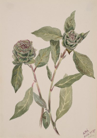 Willow Salix, 1900. alkotó: Mary Vaux Walcott