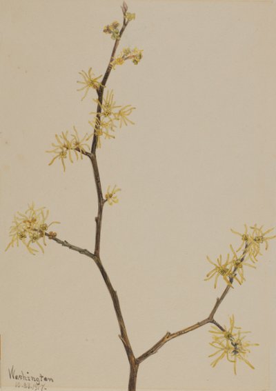 Witch-Hazel Hamamelis virginiana, 1917. alkotó: Mary Vaux Walcott
